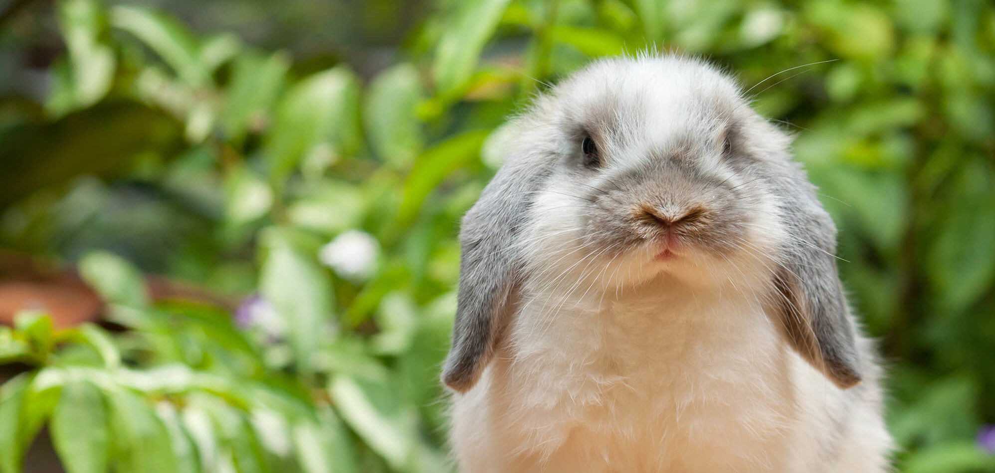 sitting-bunny-e1584542244235